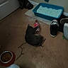 cat, litter_box, food_bowl, carpet, shoe, plastic_bottle, water_jug, wall, door, floor, indoor, pet, animal, black_cat, gray_cat, corner, household_items, messy, furniture, room