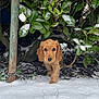 Kira participe au concours pour gagner de l'argent avec cette photo : animal, canine, cockerspaniel, dog, flower, land, leaf, nature, outdoors, pet, plant, poodle, puppy, snow, summer, terrier, tree, treetrunk, vegetation, woodland