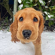 Kira a rejoint le concours — aidez-le/la à gagner de superbes lots ! airedale, animal, canine, cockerspaniel, dog, goldenretriever, hound, leaf, nature, outdoors, papillon, pet, plant, poodle, puppy, snout, snow, terrier, tree, vegetation