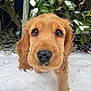 airedale, animal, canine, cockerspaniel, dog, goldenretriever, hound, leaf, nature, outdoors, papillon, pet, plant, poodle, puppy, snout, snow, terrier, tree, vegetation
