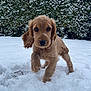 Kira a rejoint le concours — aidez-le/la à gagner de superbes lots ! airedale, animal, blizzard, canine, cockerspaniel, dog, goldenretriever, hound, ice, nature, outdoors, pet, plant, poodle, puppy, snow, terrier, tree, vegetation, winter