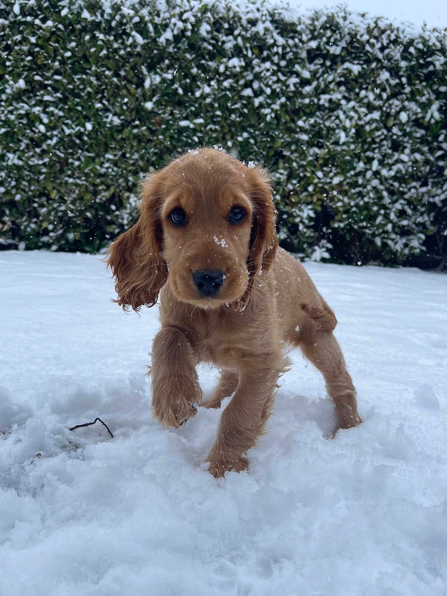 Kira a rejoint le concours — aidez-le/la à gagner de superbes lots ! airedale, animal, blizzard, canine, cockerspaniel, dog, goldenretriever, hound, ice, nature, outdoors, pet, plant, poodle, puppy, snow, terrier, tree, vegetation, winter