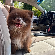 Logan joined the competition — help win amazing prizes! animal, beige_seat, car_interior, cute, dashboard, dog, fluffy, fur, greenery, happy, indoor, leather_seat, pet, puppy, small_dog, smiling, steering_wheel, sunlight, vehicle, window