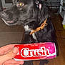 dog, black_dog, collar, can, soda_can, hand, wooden_floor, indoor, chair, furniture, floor, pet, animal, domestic_animal, brown_collar, curious, side_view, house, room, person_hand