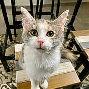 Miette a rejoint le concours — aidez-le/la à gagner de superbes lots ! cat, animal, pet, feline, whiskers, ears, eyes, fur, stool, wood, indoor, floor, patterned_floor, chair, looking_up, curious, sitting, close_up, domestic_animal, cute