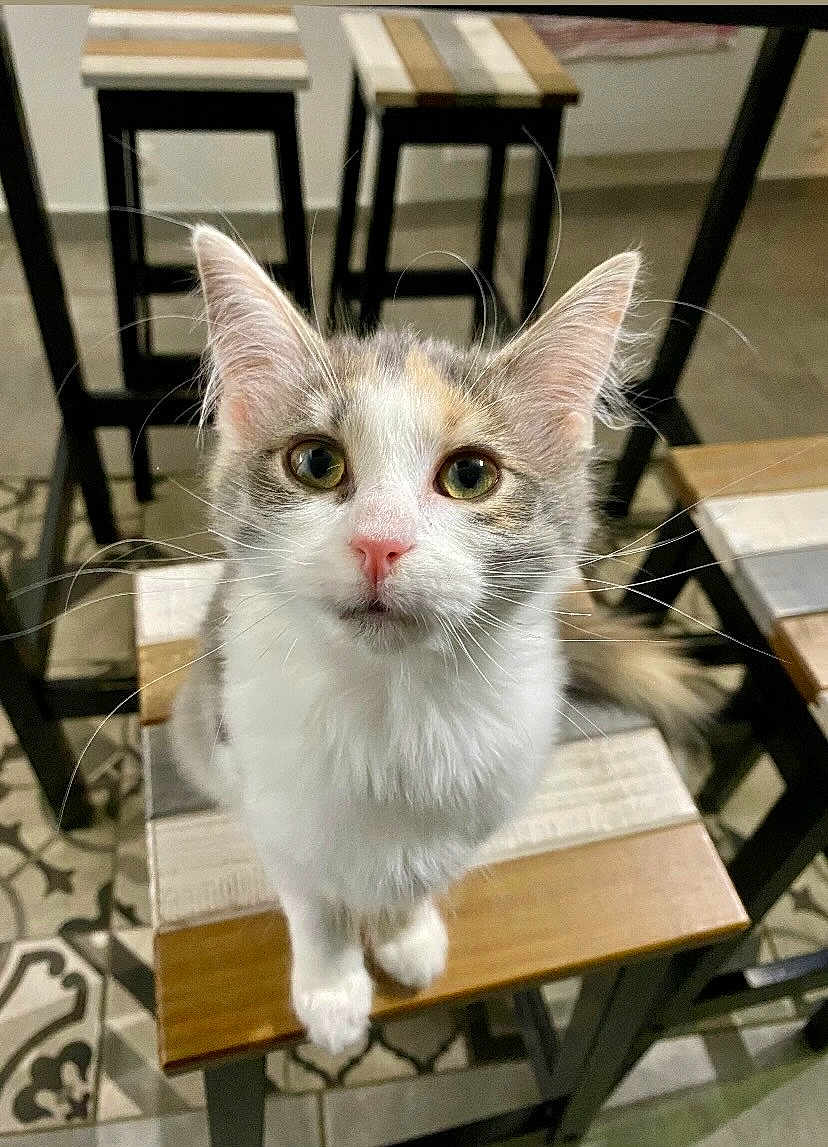 Miette a rejoint le concours — aidez-le/la à gagner de superbes lots ! cat, animal, pet, feline, whiskers, ears, eyes, fur, stool, wood, indoor, floor, patterned_floor, chair, looking_up, curious, sitting, close_up, domestic_animal, cute