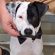Precious is registered to the contest to win money with this photo: dog, black_and_white, bow_tie, pet, animal, canine, face, portrait, hand, person, sitting, indoor, cute, domestic_animal, pet_accessory, close_up, friendly, companion, adorable, fashion