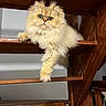 Indi participe au concours pour gagner de l'argent avec cette photo : cat, fluffy, longhaired, persian_cat, cream_fur, blue_eyes, whiskers, pet, animal, portrait, staircase, wooden, indoors, lounging, sitting, paw, face, fur, home, dramatic_pose
