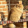 cat, longhaired_cat, fluffy, golden, persian_cat, animal, pet, sitting, brick, fireplace, ledge, outdoor, fence, fur, tail, whiskers, eyes, portrait, sunlight, grumpy