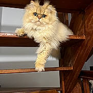 Indi participe au concours pour gagner de l'argent avec cette photo : cat, long_hair, fluffy, persian_cat, cream_colored, pet, animal, portrait, blue_eyes, whiskers, paw, sitting, lounging, staircase, wooden, indoors, home, warm_lighting, cute, funny_pose
