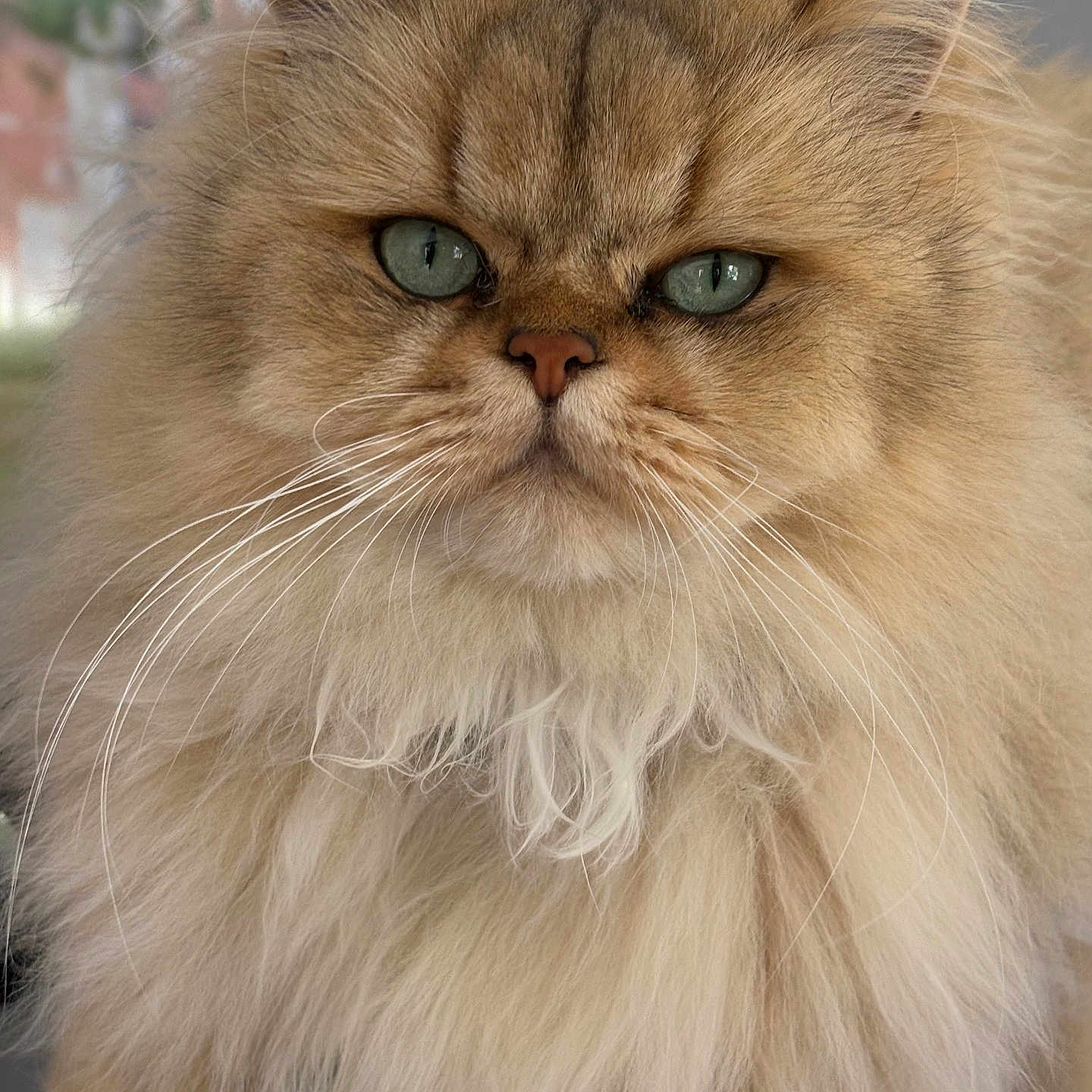Indi a rejoint le concours — aidez-le/la à gagner de superbes lots ! cat, longhaired_cat, fluffy, golden_fur, green_eyes, whiskers, portrait, close_up, pet, feline, face, ears, nose, fur, indoor, background, royal, serious_expression, cute, photography