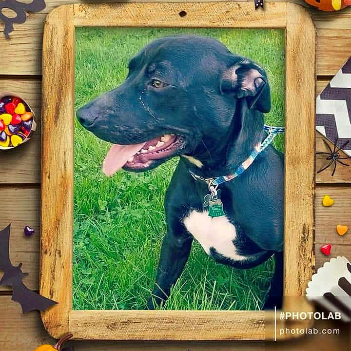 Black Jack joined the competition — help win amazing prizes! animal, canine, dog, envelope, face, food, fruit, grass, head, hound, pear, person, pet, photoframe, photography, plant, pointer, portrait, produce, puppy