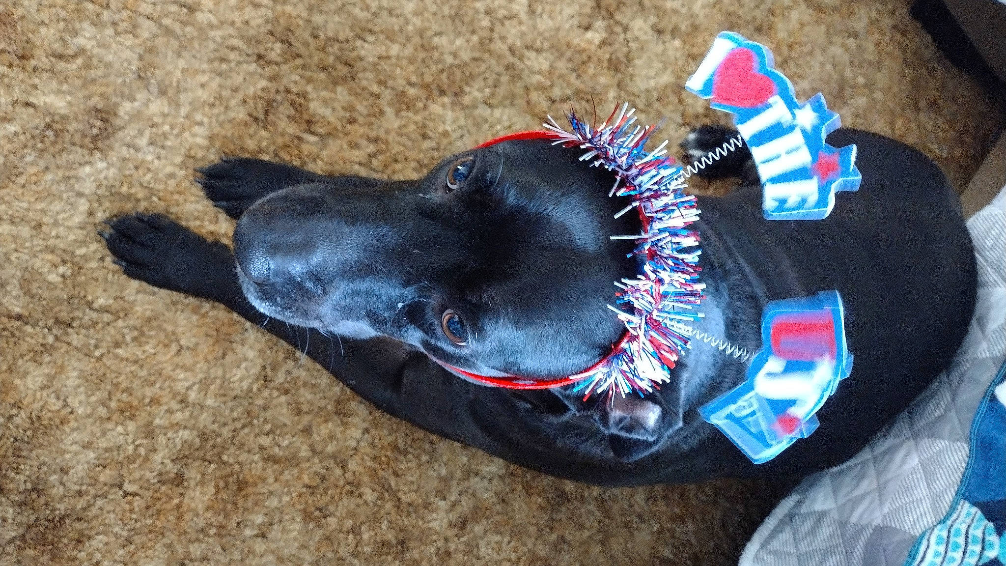 Bj joined the competition — help win amazing prizes! canidae, carmine, carnivore, collar, companion_dog, dog, dog_breed, dog_clothes, dog_collar, dog_supply, electric_blue, event, fashion_accessory, fur, hat, leash, personal_protective_equipment, snout, sporting_group, tail