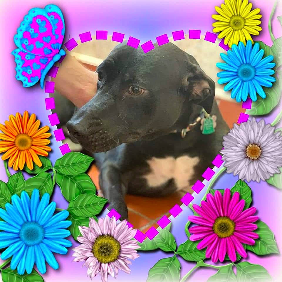 Bj joined the competition — help win amazing prizes! annual_plant, carnivore, collar, companion_dog, dog, dog_breed, dog_supply, flower, font, grass, green, liver, magenta, pet_supply, petal, pink, plant, sporting_group, wildflower, working_animal