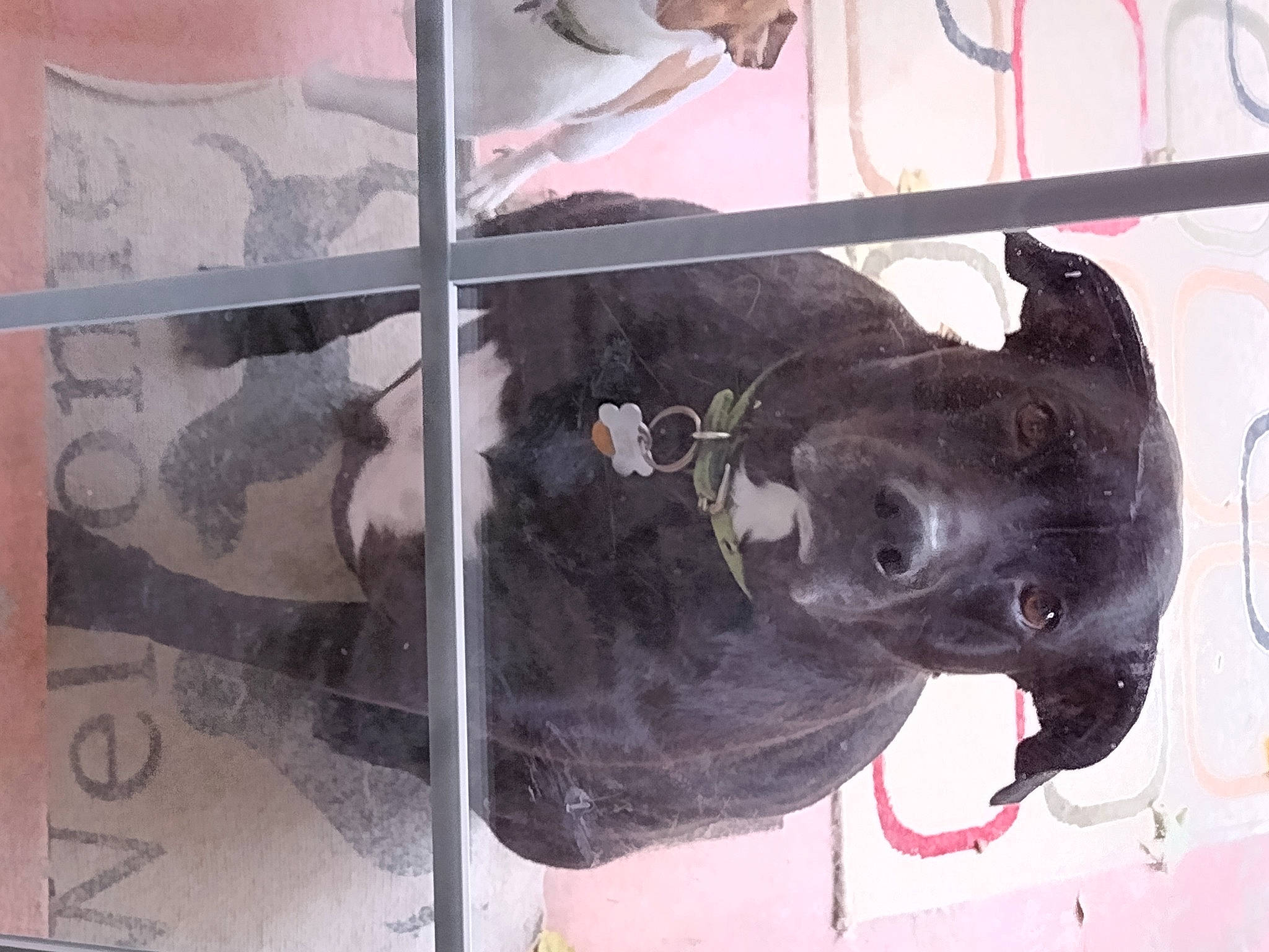 Bj joined the competition — help win amazing prizes! art, canidae, carnivore, dog, dog_breed, fawn, guard_dog, liver, mural, non_sporting_group, painting, snout, sporting_group, tail, visual_arts, working_animal