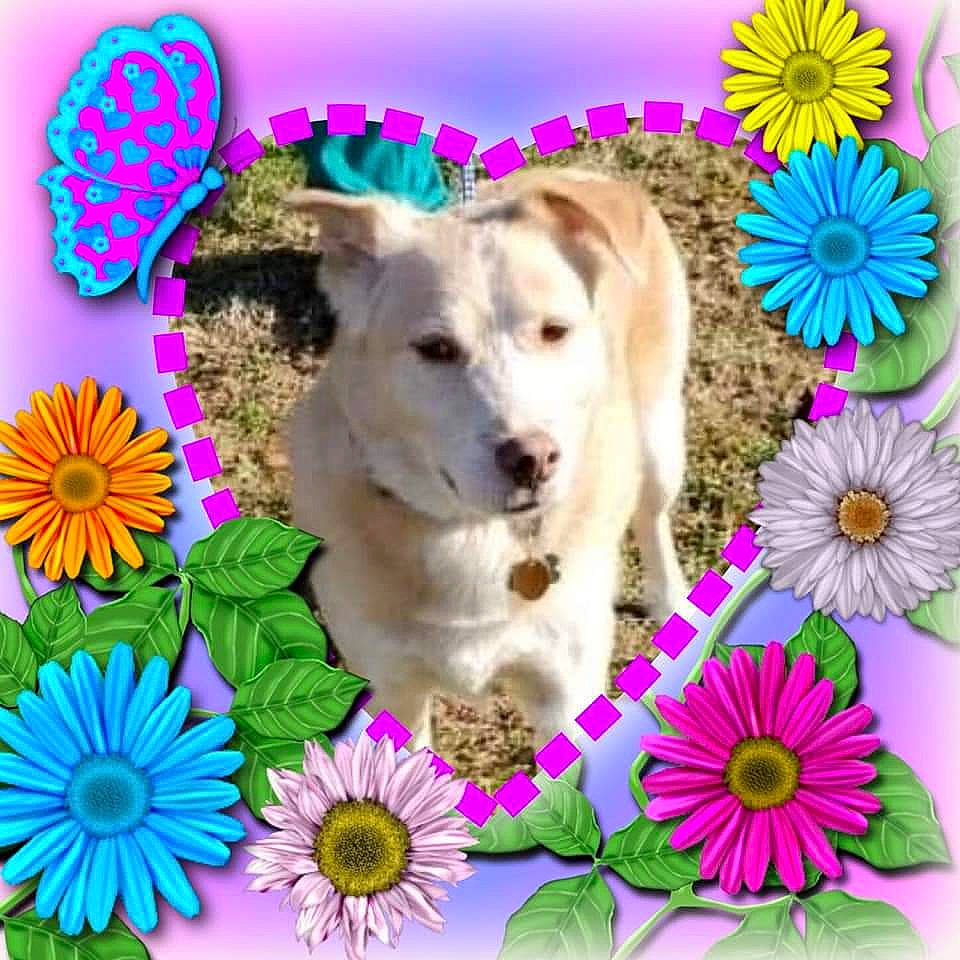 Digby is registered to the contest to win money with this photo: art, beauty, carnivore, collar, companion_dog, dishware, dog, dog_breed, dog_supply, flower, font, happy, magenta, pattern, petal, pink, plant, poster, rectangle, spring