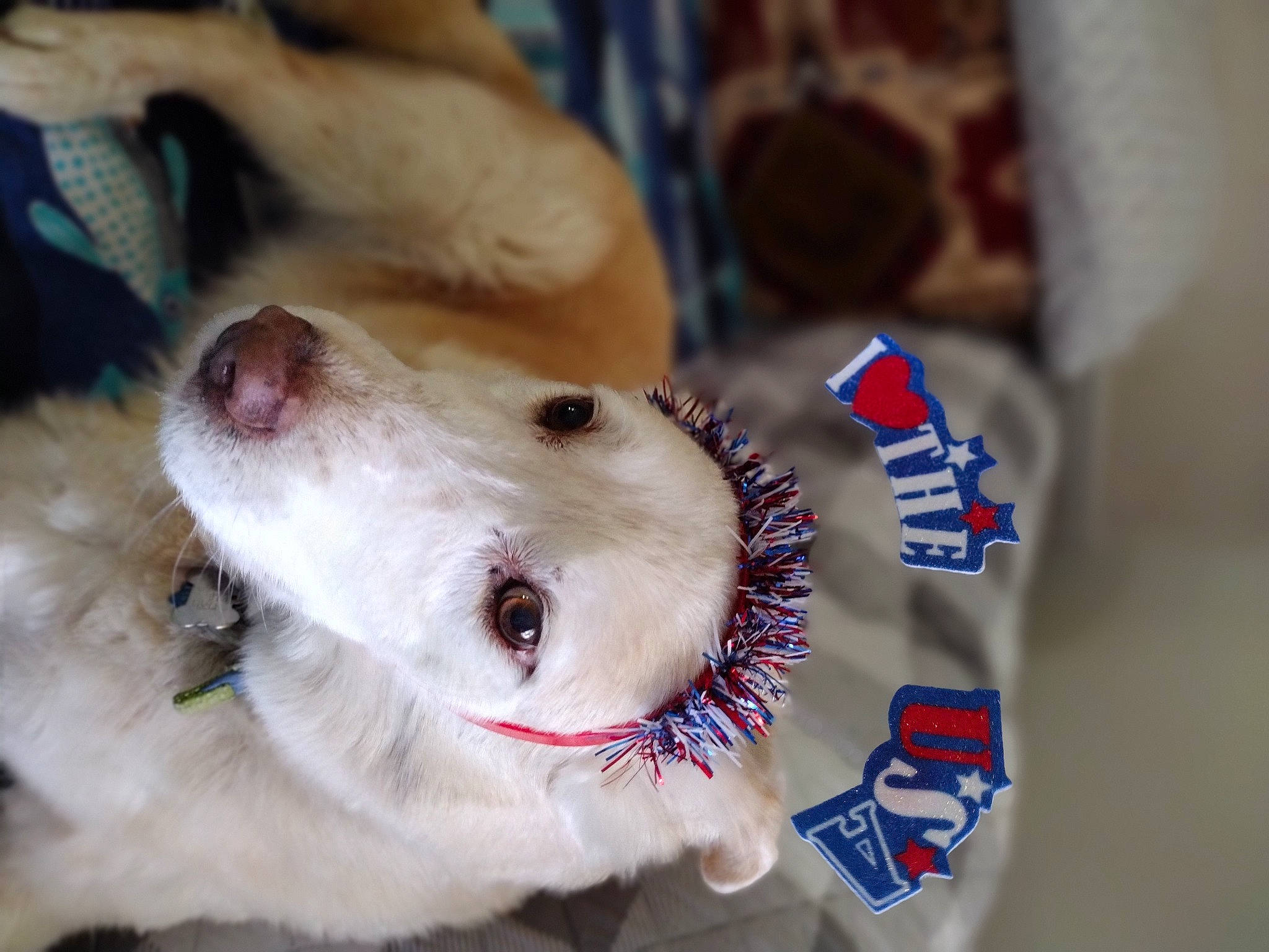 Digby is registered to the contest to win money with this photo: canidae, carnivore, collar, companion_dog, dog, dog_breed, dog_collar, dog_supply, fang, fashion_accessory, fawn, fur, leash, non_sporting_group, pet_supply, puppy, snout, sporting_group, whiskers, working_animal