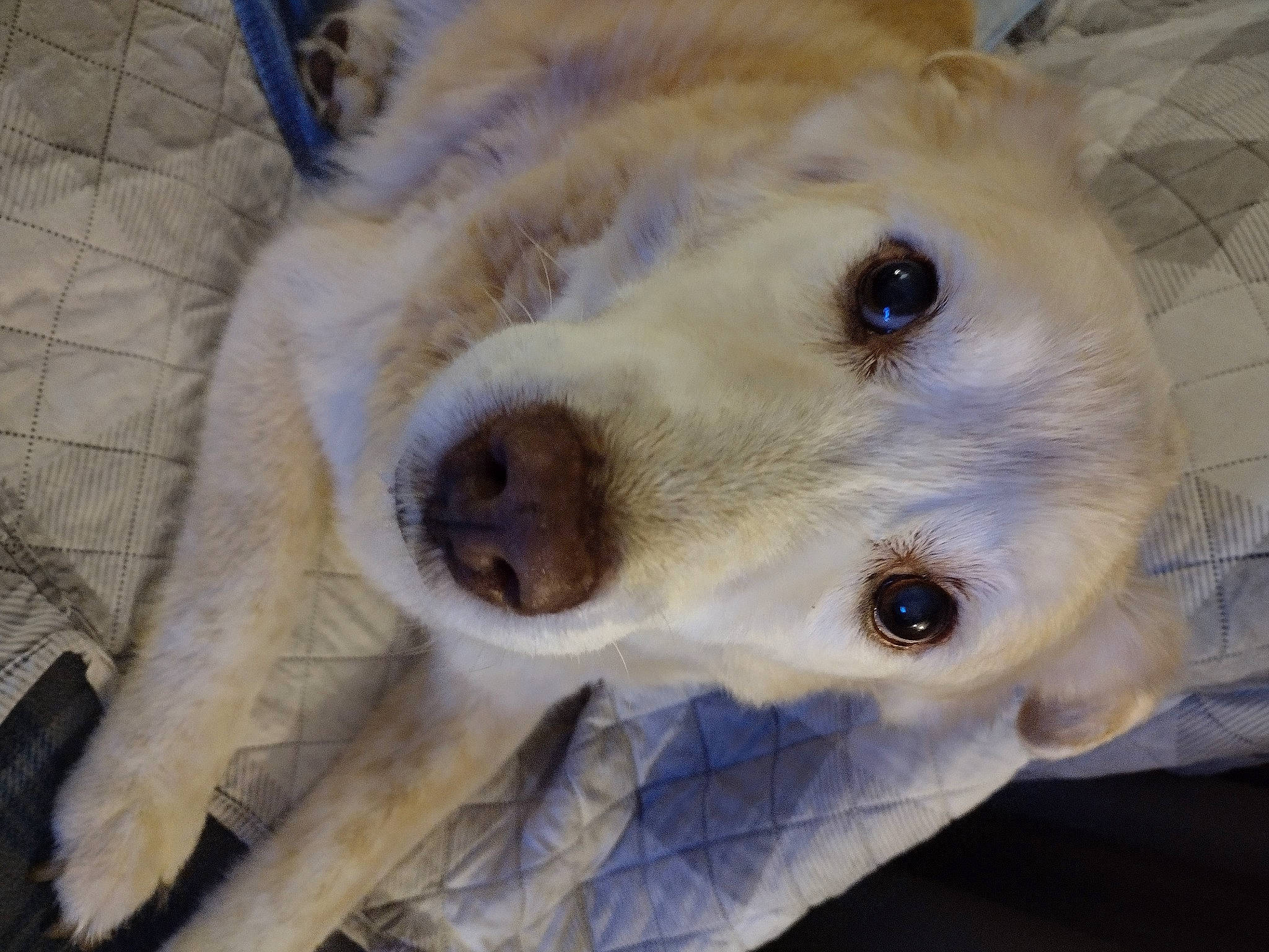 Digby joined the competition — help win amazing prizes! canidae, carnivore, companion_dog, dog, dog_breed, ear, fang, fawn, fur, labrador_retriever, livestock_guardian_dog, non_sporting_group, paw, puppy, puppy_love, retriever, sporting_group, terrestrial_animal, whiskers, working_animal