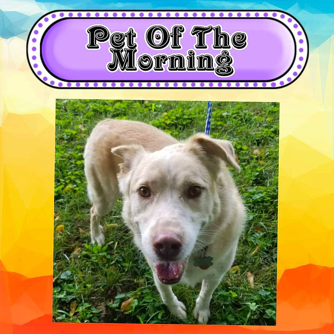 Digby joined the competition — help win amazing prizes! advertising, canidae, carnivore, collar, companion_dog, dog, dog_breed, dog_supply, fawn, font, grass, grassland, pet_supply, photo_caption, poster, rectangle, snout, sporting_group, terrestrial_animal, working_animal