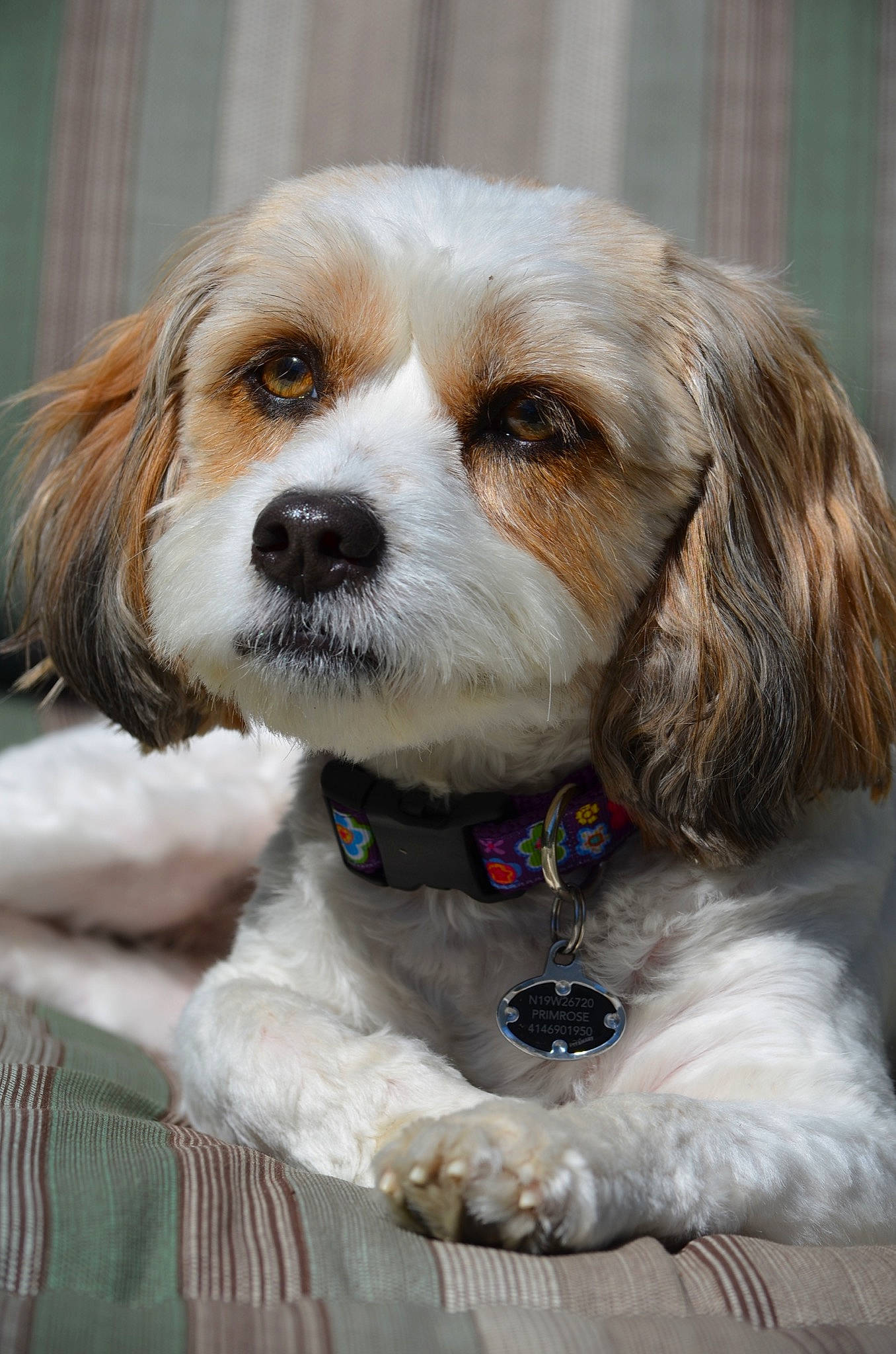 Brooke joined the competition — help win amazing prizes! canidae, carnivore, cavachon, cavalier, cavalier_king_charles_spaniel, cavapoo, companion_dog, dog, dog_breed, king_charles_spaniel, mammal, petit_basset_griffon_vendeen, puppy, puppy_love, rare_breed_dog, snout, spaniel, sporting_group, toy_dog, vertebrate