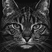 Crevette participe au concours pour gagner de l'argent avec cette photo : animal, black_and_white, cat, close_up, dark_background, detailed, ears, eyes, face, feline, fur, monochrome, muzzle, nose, portrait, sharp, studio, tabby, texture, whiskers