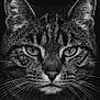 animal, black_and_white, cat, close_up, dark_background, detailed, ears, eyes, face, feline, fur, monochrome, muzzle, nose, portrait, sharp, studio, tabby, texture, whiskers