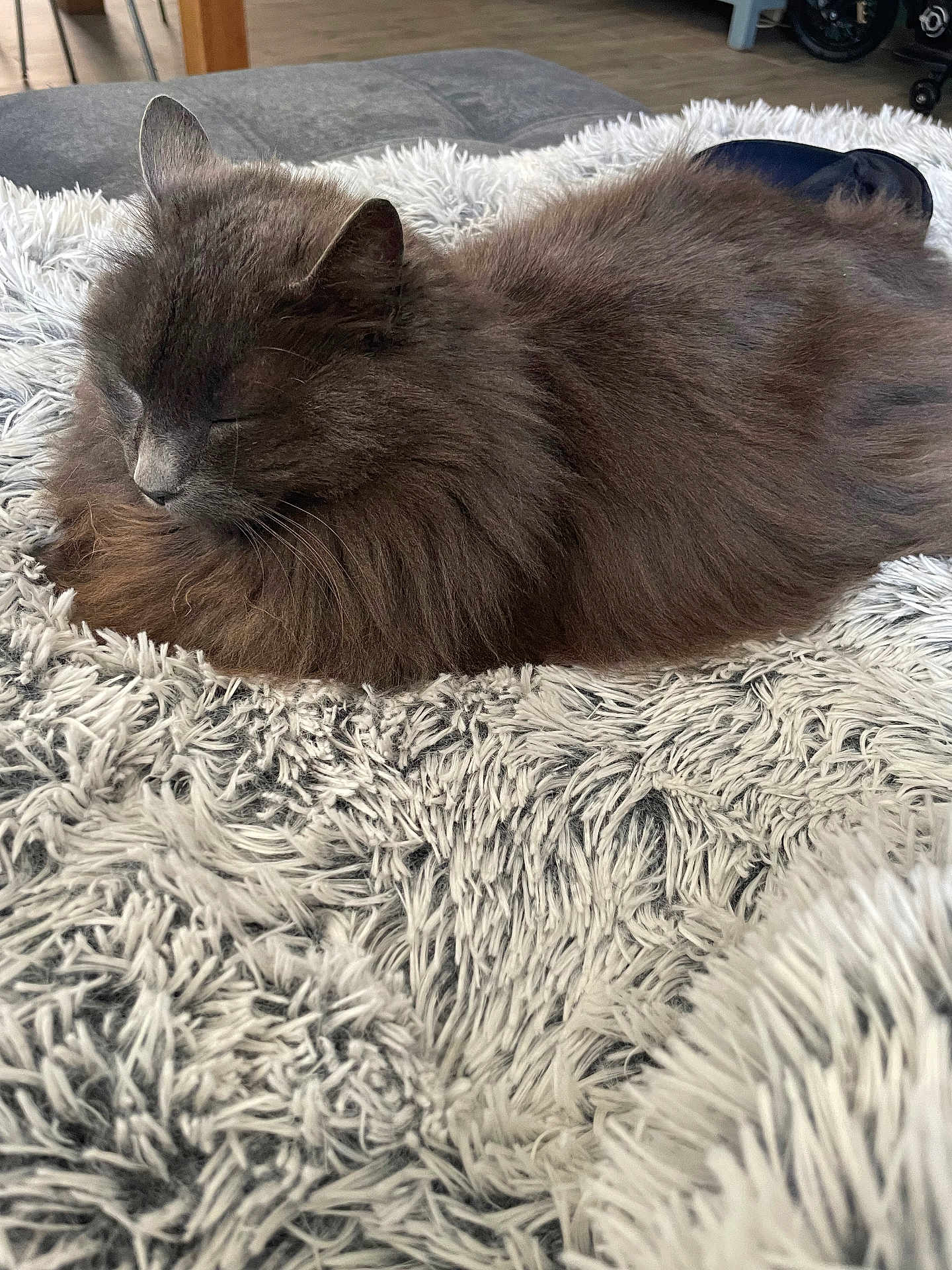 Mao a rejoint le concours — aidez-le/la à gagner de superbes lots ! cat, sleeping, fluffy, gray, pet, cozy, blanket, furry, indoor, relaxed, resting, animal, fur, cute, domestic, soft, comfort, nap, closeup, home