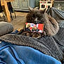 cat, gray_cat, smartphone, blanket, cozy, indoor, furniture, wooden_floor, play_kitchen, living_room, table, chair, television, relaxing, pet, paw, screen, person_on_screen, technology, home