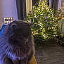 Mao a rejoint le concours — aidez-le/la à gagner de superbes lots ! cat, gray_cat, fluffy, christmas_tree, holiday_lights, ornaments, blanket, indoor, cozy, festive, decorations, window, curtains, floor, furniture, plant, warm_lighting, calm, pet, animal