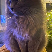 Mao participe au concours pour gagner de l'argent avec cette photo : cat, gray_cat, fluffy, pet, indoor, blanket, orange_blanket, christmas_tree, decorations, lights, cozy, furniture, window, soft_lighting, close_up, sitting, whiskers, feline, domestic_cat, cute