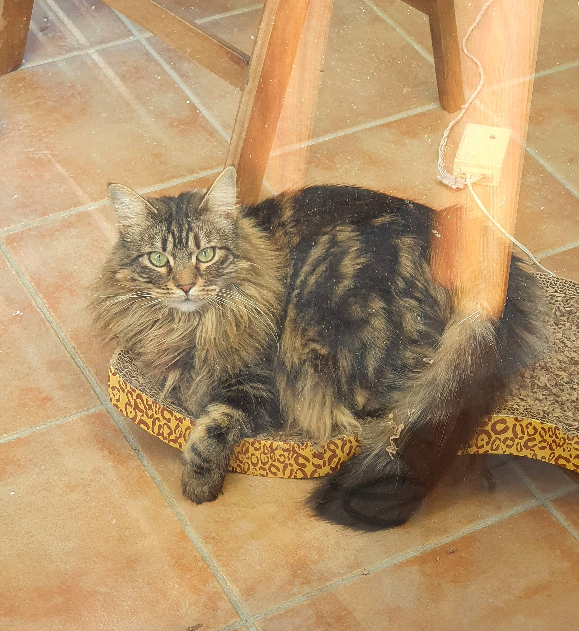 Simba a rejoint le concours — aidez-le/la à gagner de superbes lots ! asian, carnivore, cat, cymric, domestic_long_haired_cat, domestic_short_haired_cat, dragon_li, european_shorthair, felidae, floor, fur, kurilian_bobtail, maine_coon, mammal, norwegian_forest_cat, siberian, small_to_medium_sized_cats, tabby_cat, whiskers, wild_cat