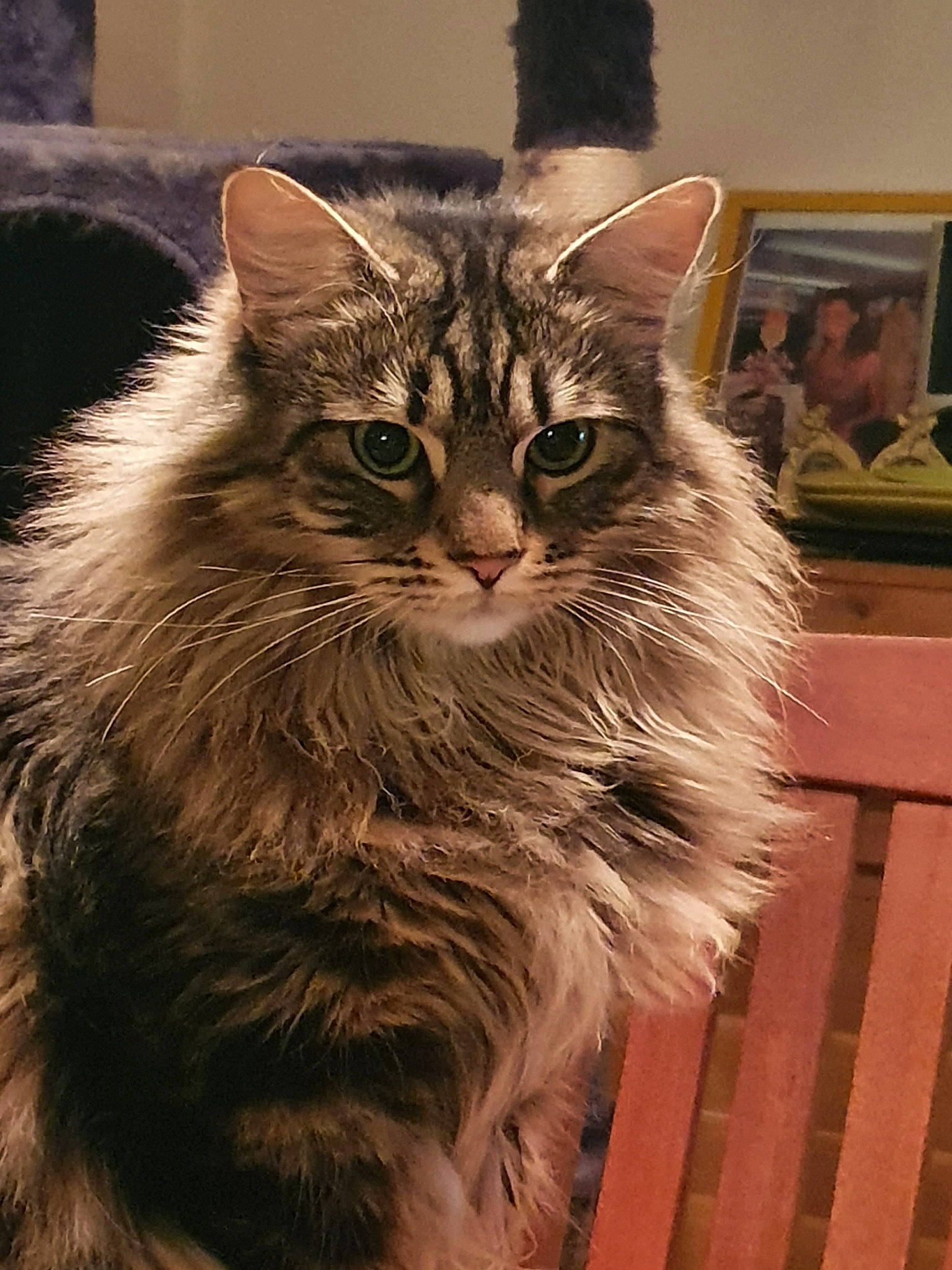 Simba participe au concours pour gagner de l'argent avec cette photo : american_curl, asian, asian_semi_longhair, british_semi_longhair, carnivore, cat, cymric, domestic_long_haired_cat, felidae, kitten, kurilian_bobtail, maine_coon, mammal, norwegian_forest_cat, ragamuffin, siberian, small_to_medium_sized_cats, tabby_cat, vertebrate, whiskers