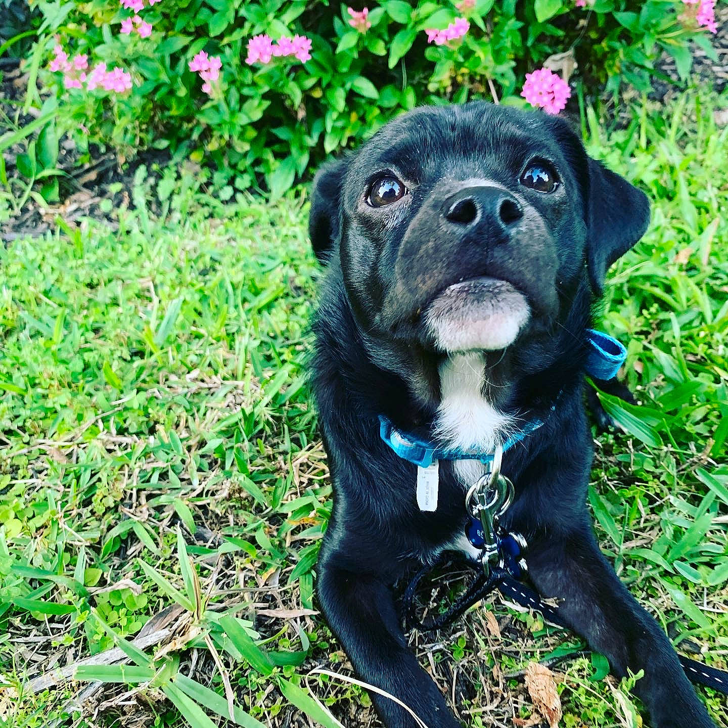 Rudy joined the competition — help win amazing prizes! adventure, cane_corso, canidae, carnivore, companion_dog, dog, dog_breed, fawn, grass, mammal, non_sporting_group, plant, pug, puggle, puppy, rare_breed_dog, snout, sporting_group, staffordshire_bull_terrier, vertebrate