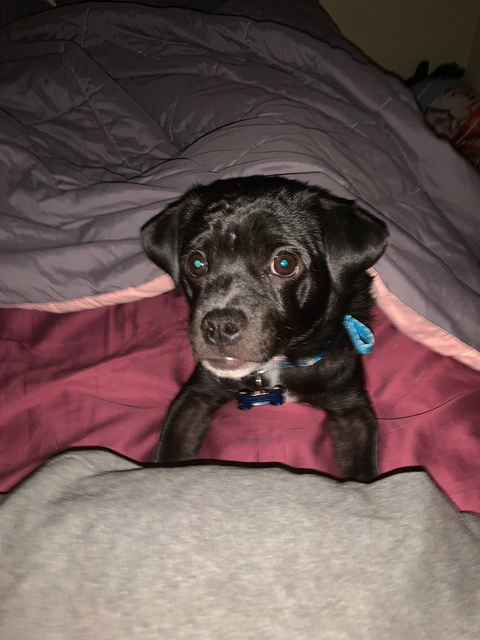 Rudy joined the competition — help win amazing prizes! beagador, borador, canidae, carnivore, companion_dog, dog, dog_breed, fawn, mammal, patterdale_terrier, puppy, rare_breed_dog, snout, sporting_group, whiskers