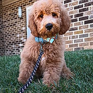 Max is registered to the contest to win money with this photo: puppy, dog, grass, leash, collar, brick_wall, outdoor, pet, cute, fluffy, young_dog, animal, sitting, front_paw, fur, window, light_fixture, suburban, daylight, portrait
