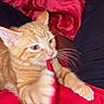 Ginger joined the competition — help win amazing prizes! cat, kitten, orange_tabby, playful, string, red_clothing, lap, black_pants, blanket, feline, pet, whiskers, claws, indoor, cozy, fur, animal, cute, young_cat, interaction