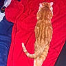 Ginger is registered to the contest to win money with this photo: cat, ginger_cat, red_blanket, blue_bed, pet, animal, feline, tail, fur, resting, indoor, cozy, domestic, sleeping_position, blanket_texture, relaxed, comfort, bed, home, cute