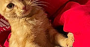 Ginger joined the competition — help win amazing prizes! cat, kitten, orange_tabby, pet, animal, feline, cute, indoor, red_blanket, cozy, whiskers, fur, relaxed, curious, young_cat, paw, lying_down, looking_at_camera, domestic_cat, soft