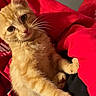 cat, kitten, orange_tabby, pet, animal, feline, cute, indoor, red_blanket, cozy, whiskers, fur, relaxed, curious, young_cat, paw, lying_down, looking_at_camera, domestic_cat, soft