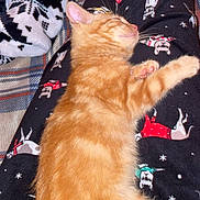 Ginger is registered to the contest to win money with this photo: kitten, cat, sleeping, orange_tabby, pajamas, legs, blanket, pattern, cozy, indoor, pet, feline, resting, cute, fur, animal, comfort, warm, soft, nap