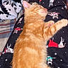 kitten, cat, sleeping, orange_tabby, pajamas, legs, blanket, pattern, cozy, indoor, pet, feline, resting, cute, fur, animal, comfort, warm, soft, nap