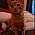 Ginger