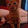 Ginger