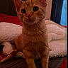 kitten, cat, orange_cat, pet, indoor, bed, blanket, furniture, curious, young_animal, cute, small, fur, whiskers, ears, animal, domestic_cat, resting, looking_up, cozy