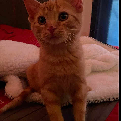 Ginger joined the competition — help win amazing prizes! kitten, cat, orange_cat, pet, indoor, bed, blanket, furniture, curious, young_animal, cute, small, fur, whiskers, ears, animal, domestic_cat, resting, looking_up, cozy