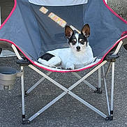 Tito is registered to the contest to win money with this photo: dog, pet, camping_chair, outdoor, pavement, black_and_white, small_dog, resting, relaxed, seat, fabric, metal_frame, ear_up, looking, animal, companion, daylight, quiet, calm, domestic_animal