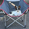 animal, black_and_white, calm, camping_chair, companion, daylight, dog, domestic_animal, ear_up, fabric, looking, metal_frame, outdoor, pavement, pet, quiet, relaxed, resting, seat, small_dog
