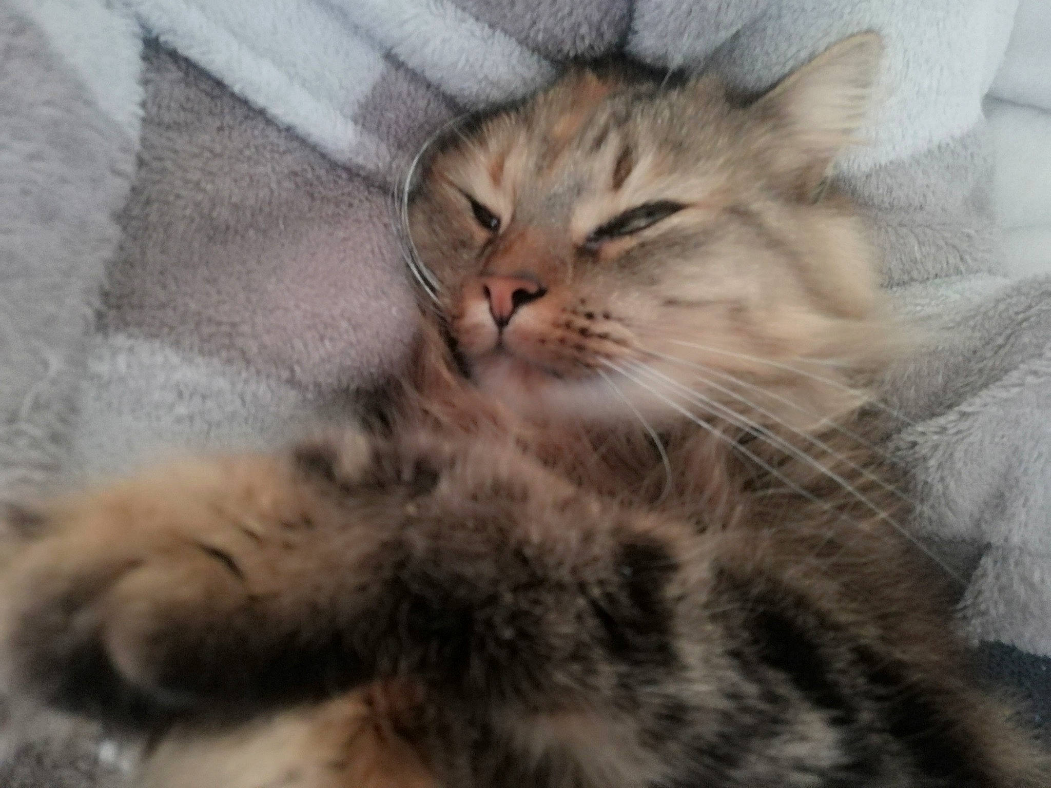 Lili a rejoint le concours — aidez-le/la à gagner de superbes lots ! carnivore, cat, claw, cloud, comfort, domestic_short_haired_cat, felidae, fur, grey, nap, paw, small_to_medium_sized_cats, snout, tail, terrestrial_animal, tree, whiskers