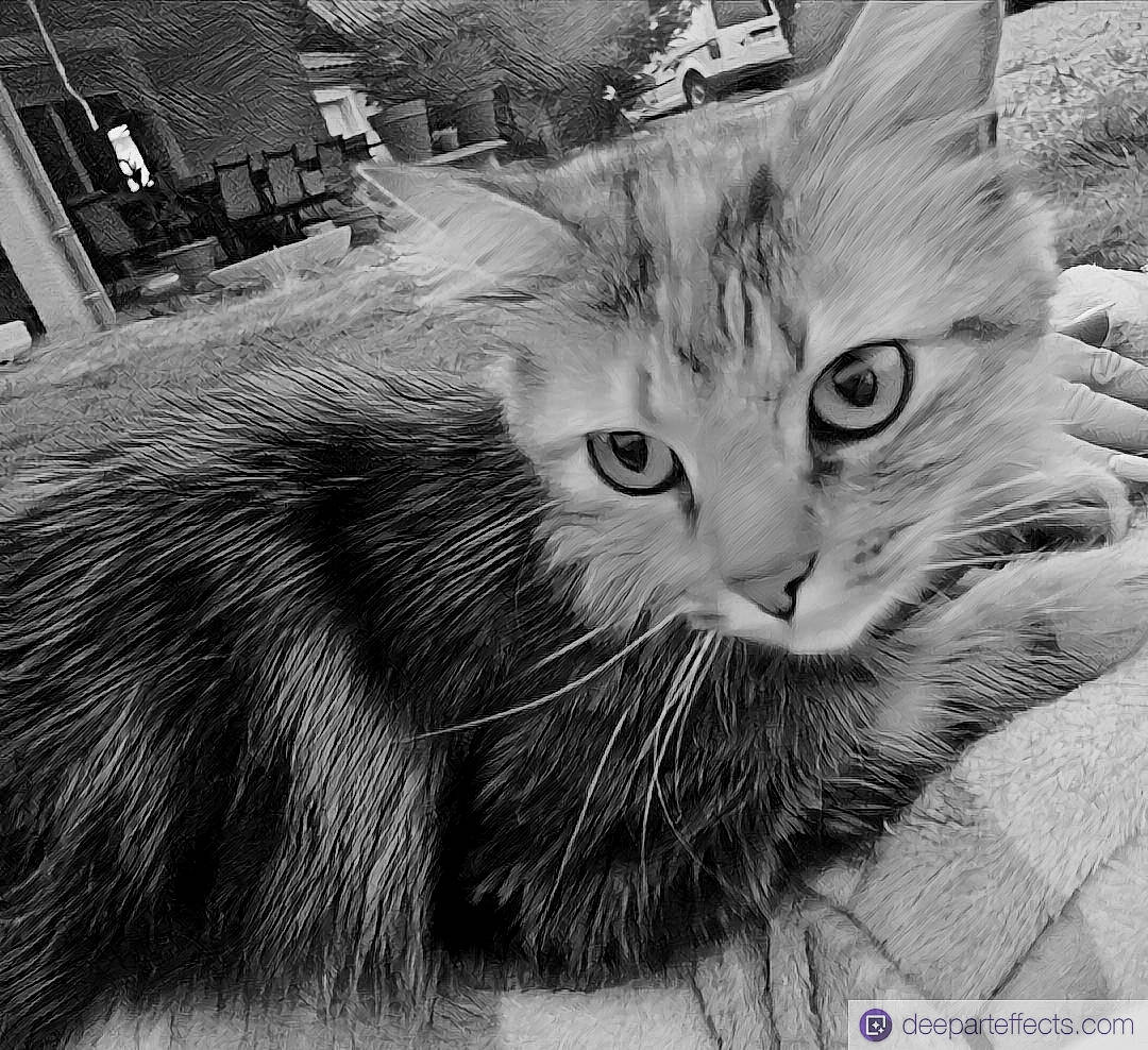 Lili participe au concours pour gagner de l'argent avec cette photo : black_and_white, carnivore, cat, claw, domestic_short_haired_cat, felidae, fur, grey, monochrome, monochrome_photography, paw, small_to_medium_sized_cats, snout, stock_photography, style, tail, whiskers, window