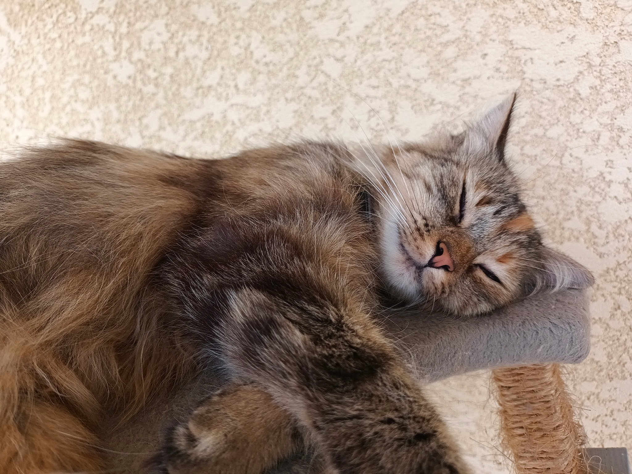 Lili